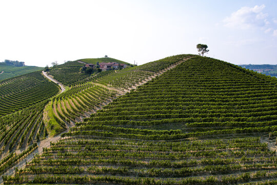 Aerial view of lush green terraced vineyards covering rolling hills in the Piedmont region, with a small farmhouse and a single tree atop a slope in Verduno, Piedmont, Italy.