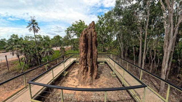 View of the Cathedral Termite Mounds surrounded by a wooden viewing platform and lush eucalyptus forest in Litchfield Park, Northern Territory, Australia.