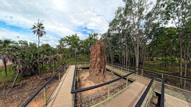 View of the Cathedral Termite Mounds surrounded by an elevated wooden boardwalk and lush eucalyptus forest in Litchfield Park, Northern Territory, Australia.