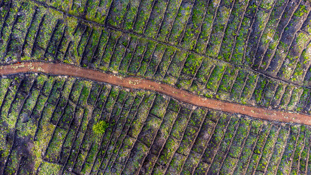 Aerial view of traditional volcanic stone wall vineyard plots with lush green vines and a dirt path in Azores, Portugal.
