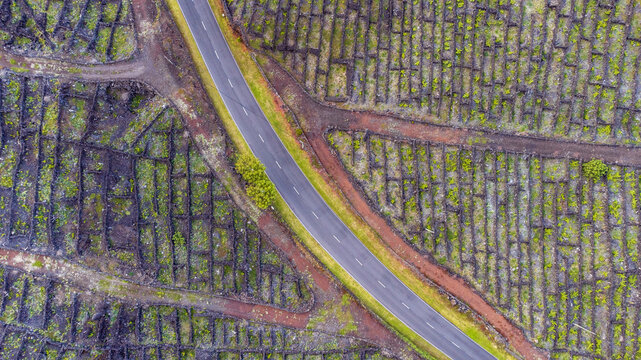 Aerial view of a road winding through traditional volcanic stone-walled vineyards in the Azores, Portugal.