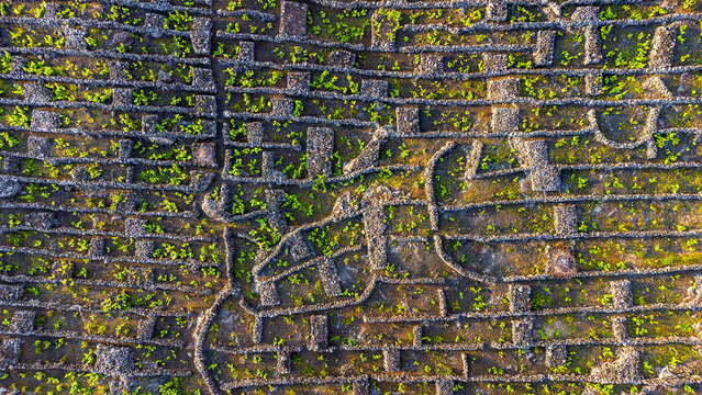 Aerial view of the historic stone wall vineyard enclosures known as currais, featuring intricate volcanic rock patterns and lush green vines in the Azores, Portugal.