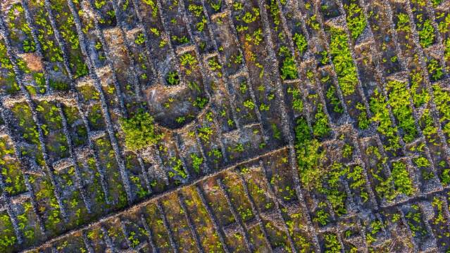 Aerial view of traditional stone wall vineyard plots, known as currais, with lush green grapevines growing in volcanic soil in the Azores, Portugal.