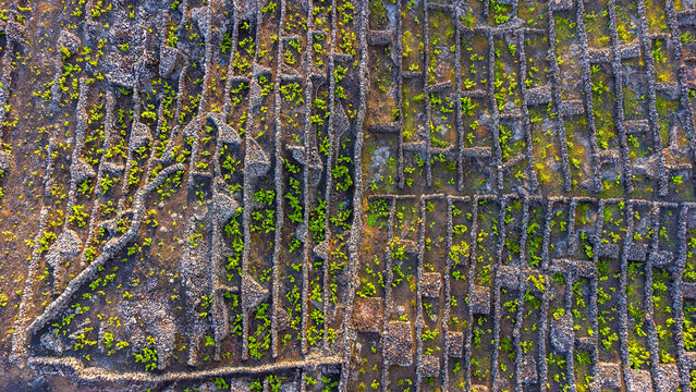 Aerial view of the historic stone wall vineyard enclosures known as currais, with green grapevines growing in volcanic soil in the Azores, Portugal.