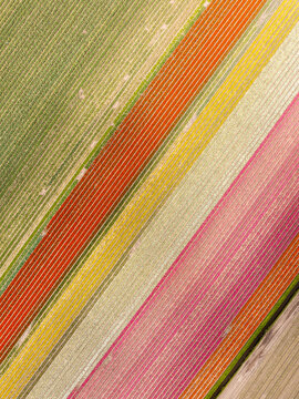 Aerial view of vibrant diagonal rows of colorful blooming tulips in agricultural fields in Lisse, South Holland, Netherlands.