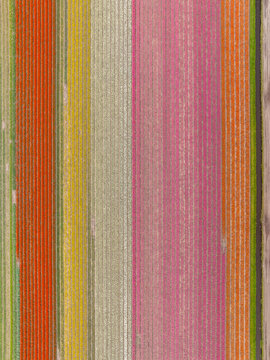Aerial view of vibrant tulip fields arranged in long, colorful stripes of orange, yellow, and pink, creating a geometric pattern in the landscape of Lisse, South Holland, Netherlands.