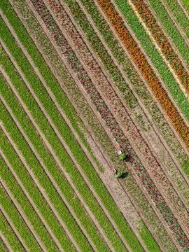 Aerial view of vibrant tulip fields in full bloom with farmers harvesting flowers in rows in Lisse, South Holland, Netherlands.