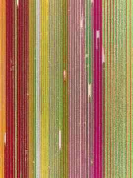Aerial view of vibrant, multi-colored tulip fields arranged in long, straight rows forming a geometric pattern in Lisse, South Holland, Netherlands.