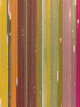 Aerial view of vibrant, multi-colored tulip fields arranged in long, parallel rows, showcasing a spectrum of spring colors in Lisse, South Holland, Netherlands.