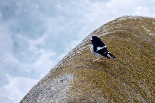 View of a little forktail perched on a mossy rock beside rushing water in Naltar Valley, Gilgit, Pakistan.