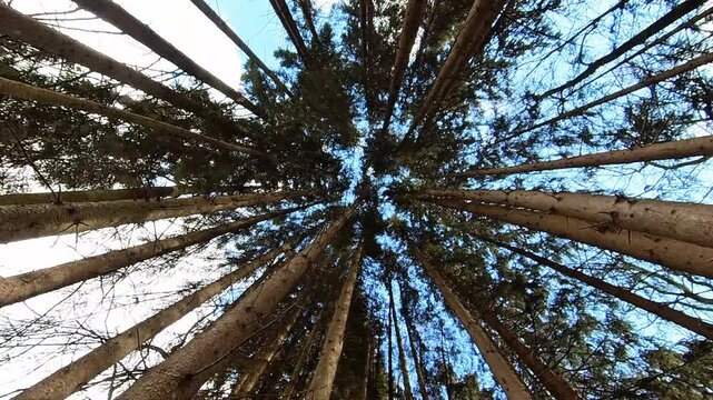 The sight of towering pine or fir trees arranged symmetrically all around creates a stunning circular perspective effect.