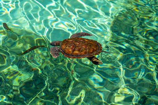 View of a sea turtle swimming in the clear turquoise waters near Grand Cayman, Cayman Islands.