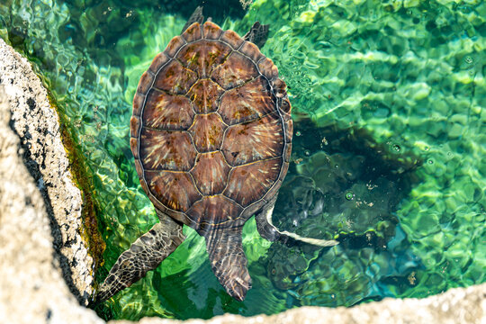 View of a sea turtle swimming in the clear shallow turquoise water near a rocky edge at Grand Cayman, Cayman Islands.