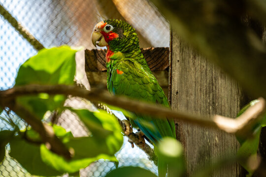View of a Cuban Amazon parrot perched on a branch inside an enclosure in the Cayman Islands.