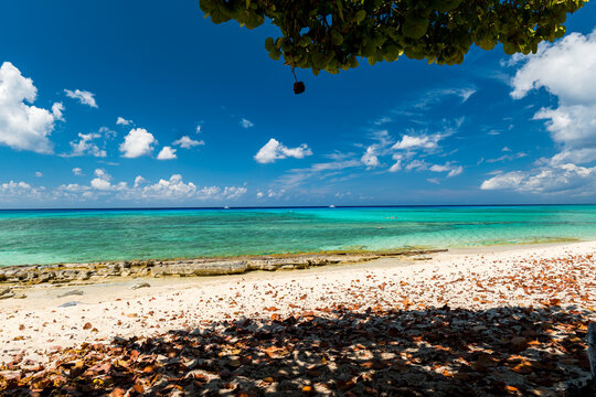 View of the turquoise waters and white sandy beach of Grand Cayman, with fallen leaves in the foreground under a bright blue sky in the Cayman Islands.