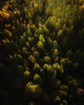 Aerial view of a dense forest with vibrant autumn foliage in shades of orange, yellow, and green, illuminated by soft golden hour light in Bishop, California, United States.