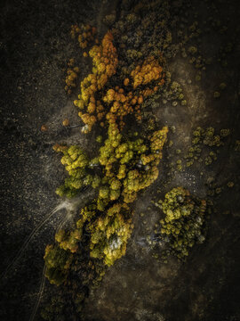 Aerial view of vibrant autumn trees with yellow and orange foliage set against a dry, arid landscape with dirt tracks in Bishop, California, United States.