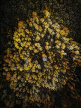 Aerial view of a vibrant forest with golden and orange autumn leaves covering the canopy in Bishop, California, United States.