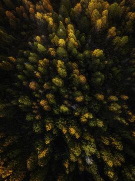 Aerial view of a dense forest with vibrant autumn foliage in shades of gold, orange, and green near Bishop, California, United States.
