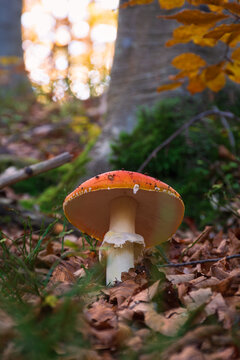View of an Amanita muscaria mushroom with a vibrant red cap standing among fallen autumn leaves in the Lagoni forest in Corniglio, Emilia-Romagna, Italy.