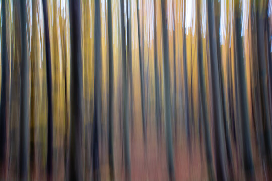 View of Lagoni forest with abstract vertical motion blur creating a rhythmic pattern of golden and dark tree trunks in Corniglio, Emilia-Romagna, Italy.