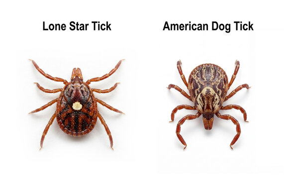 Lone star tick and American Dog tick.