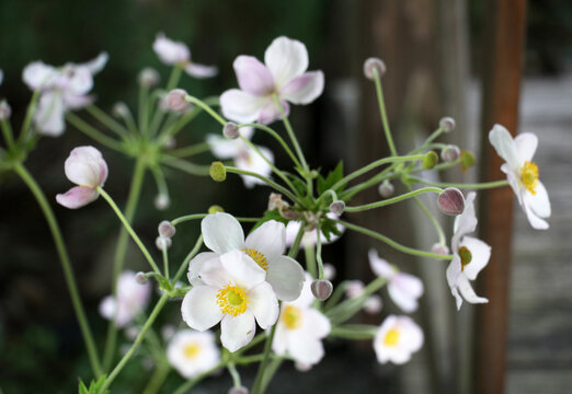 Japanese anemone (Anemone hupehensis, Anemone hybrida) blooms in the garden