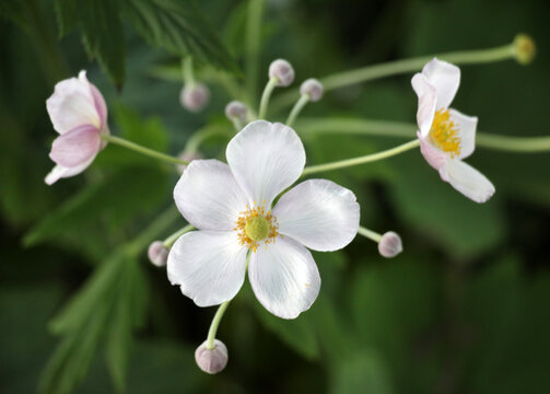 Japanese anemone (Anemone hupehensis, Anemone hybrida) blooms in the garden