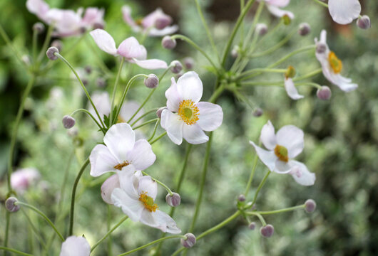 Japanese anemone (Anemone hupehensis, Anemone hybrida) blooms in the garden