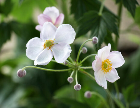 Japanese anemone (Anemone hupehensis, Anemone hybrida) blooms in the garden