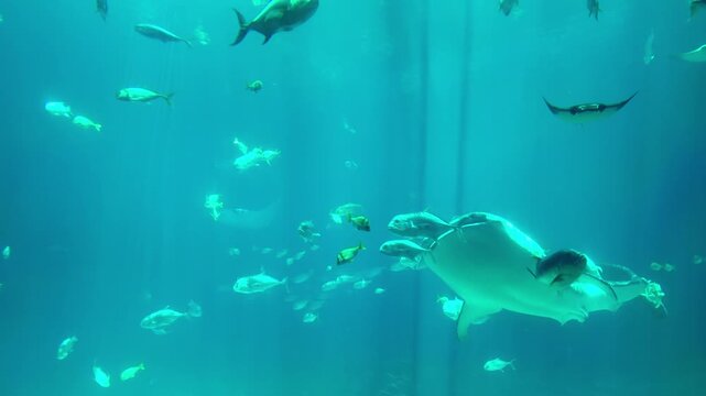 Panning underwater shot of a Whale Shark, Rhincodon typus, swimming through schools of fish.