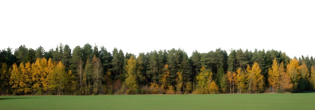 Autumn forest line and green field edge with landscape seasonal woodland