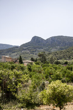 View of Soller orange grove with lush trees and fruit under the bright sun, set against the backdrop of the Tramuntana mountains in Soller, Balearic Islands, Spain.