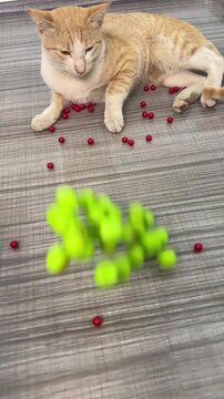 Playful ginger tabby cat watches as colorful small round beads scatter across a textured wooden floor in this engaging slow motion video footage capturing a fun indoor activity involving a curious fel