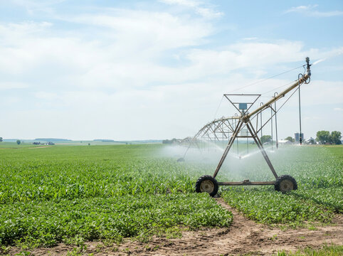 Large irrigation sprinkler watering a green crop field near farm buildings