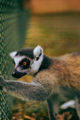 Fototapeta premium lemur on a tree