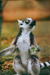 Fototapeta premium ring tailed lemur 