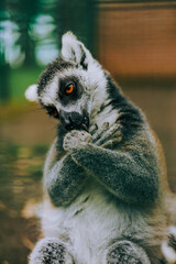 Fototapeta premium ring tailed lemur catta