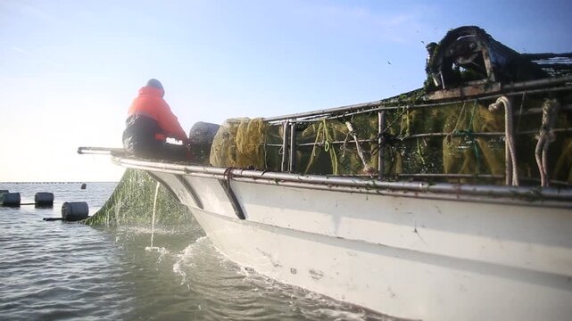 Korea green laver harvest seaweed aquaculture fishery ocean farm marine product 어촌 수산업 파래 김 양식 수확 해조류 수산물 바다 어장 생산 현장 어민 노동 식재료