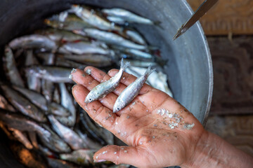Close-up of cleaning a fresh common bleak fish (Alburnus alburnus) from silver scales with a knife. Concept of European river fishing craft, seafood preparation and rustic lifestyle. © Inna Nikitina