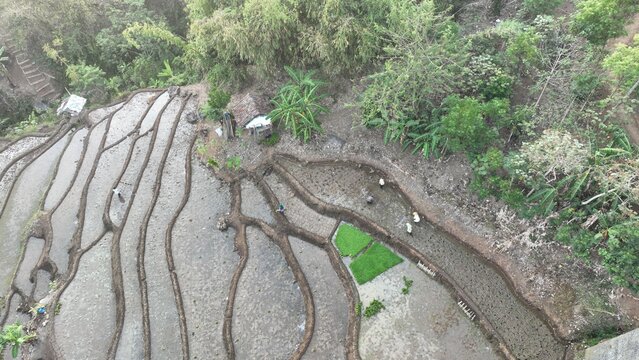 Aerial view of farmers working in lush green rice terraces surrounded by trees and vegetation in Soreang, West Java, Indonesia.