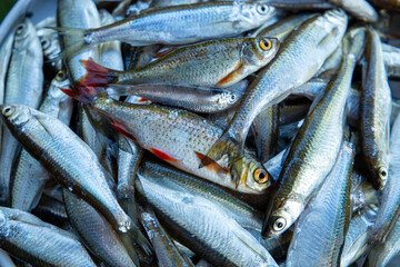Fototapeta premium Top view of fresh catch small freshwater common bleak fish (verkhovodka) and rudd with red fins. Concept of local river fishing hobby, raw seafood ingredient, and authentic rustic lifestyle.