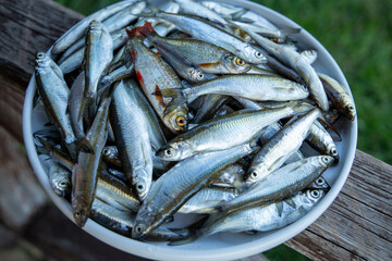 Fototapeta premium Top view of a fresh catch of small freshwater common bleak fish (verkhovodka) on a white plate outdoors. Concept of European river fishing craft, raw seafood ingredient and rustic lifestyle.