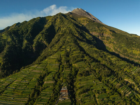 Aerial view of Mount Merapi volcano with lush green terraced agricultural fields on its slopes under a clear blue sky in Indonesia.