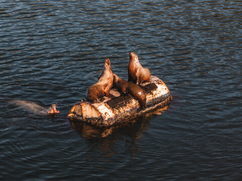 Aerial view of sea lions resting on a floating buoy in Captains Bay with one swimming in the dark water in Unalaska, Alaska, United States.