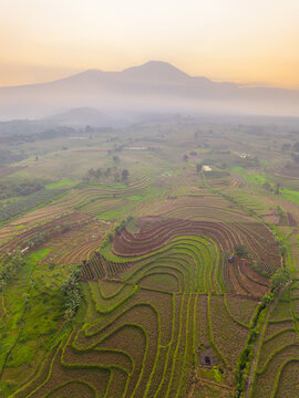 Aerial view of the terraced rice fields of Kemumu with lush green patterns and rolling hills under golden morning light, with a distant mountain in Arma Jaya, Bengkulu, Indonesia.