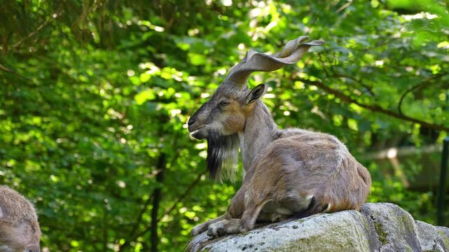 Turkmenian markhor, Capra falconeri heptneri. The name of this species comes from the shape of horns, twisting like a corkscrew or screw. Markhor is one of the symbols of Pakistan