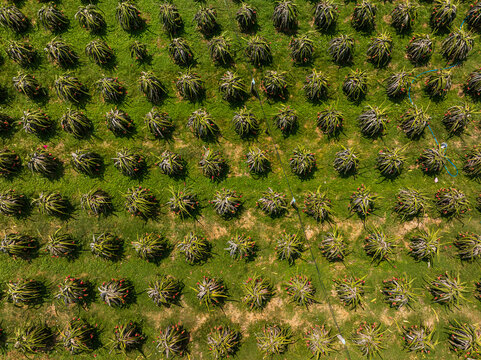 Aerial view of a dragon fruit farm with rows of pitaya plants in a lush green field in Vietnam.