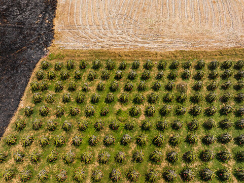Aerial view of a dragon fruit farm with rows of plants next to a burnt field in Vietnam.