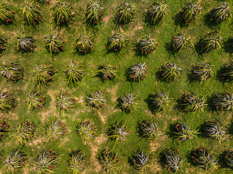 Aerial view of a dragon fruit plantation with rows of green pitaya plants and vibrant red fruits growing in a field in Vietnam.